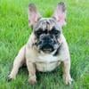 Akc French bulldog puppies