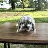 Princess glitter sparkles Mini lop rabbit