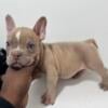 Exotic bully pup is next level has bloodline is next level