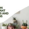 Common Houseplant Problems And Solutions