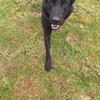 2 Year Old HIGH DRIVE Black German shepherd