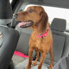 Redbone/blue tick mix 