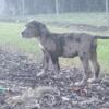 Mastiff Hybrid Puppies