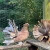 Brown/Almond Indian fantail pigeons for sale