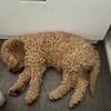 Mini Goldendoodle Puppy – Potty Trained, Vaccinated, Male