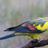 Pair of regant parrots