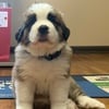 Female St Bernard 7 weeks