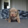 POCKET BULLY PUPPIES - 7 AVAILABLE -