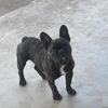 French bulldogs