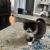 Persian kitten for sale(exotic breed) $200