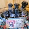 Brindle boxer puppies 