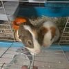 2 Free Male Guinea Pigs