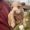 Female pitbull 