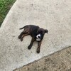 Queensland pit  Australian heeler/pit mix