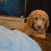 AKC Standard Poodle Puppies - Apricot - Born 6/29/24, Ready Now for Their Forever Homes!