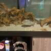 Adult Red Belly piranha for sale 150 each