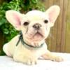 Platinum female French Bulldog puppy. Petite and gorgeous ! Akc. Jill