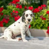 Stunning Dalmatian Puppies Available Now!