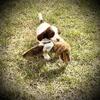 English Field Cocker Male Available