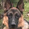 West German Show Line Male German Shepherd Dog