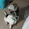 Jack Russell / Rat Terrier Mix Puppies – 7 Months & 3 Months
