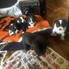 French bully pups