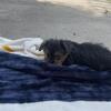 Male yorkie.