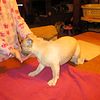 PRICE REDUCED 4/06/24  AKC FEMALE FRENCH BULLDOG 1 YEAR OLD BORN 10/20/22 $2,800.00