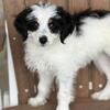 Mini Bernedoodles-F1B