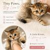 Beautiful purebred Scottish Straight kittens are looking for loving forever homes. ❤️