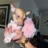 Chihuahua puppies for sale