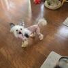6yr old chines crested female (not for breeding)
