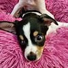 Papillion & Min Pin Mix Girl Puppy - 9 weeks old - Special Needs