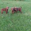 AKC Chocolate Labrador Retriever Puppies