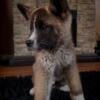 American Akitas, New Litter, Ready Now, Full Blooded, Affordable