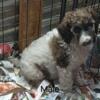Beautiful male standard poodle puppies (3 left)