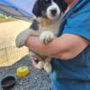 Australian Shepherd Pups REDUCED $