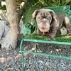 Micro english bulldog 