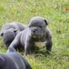 American Bully pups