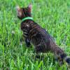 Bengal kittens exotic