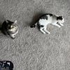 2 Male Cats free to good home