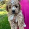 F1b Mini Goldendoodle