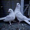 Pigeons