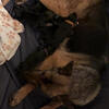 Pure Bred German Shepherd Puppies