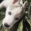 Valkira — 9 Week Old Beautiful Siberian Husky Puppy Ready Now