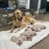 AKC Golden Retrievers *genetic tested parents*