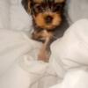 Bright-eyed Yorkshire Terriers For Adoption.