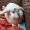 Beautiful baby Holland lops litter box trained  teddywidder lops coming soon 