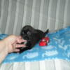 shorkie puppies for sale