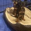 Rehoming 2 boys puppies